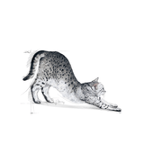 FHN INDOOR27 - GATO
